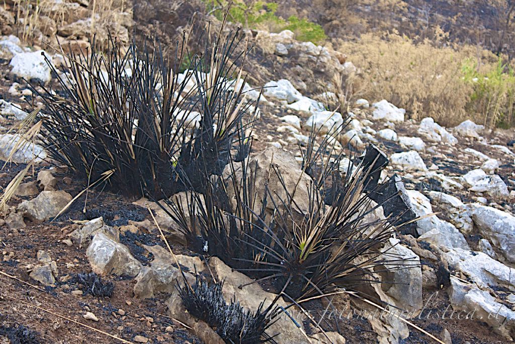 Chamaerops humilis / Palma nana mediterranea